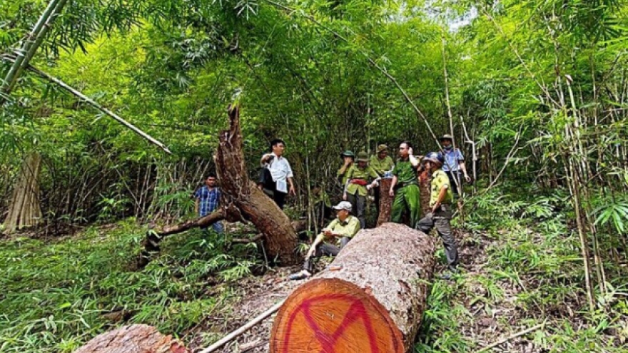 2 cây lim xanh khoảng 100 năm tuổi vừa bị đốn hạ ở Bình Thuận