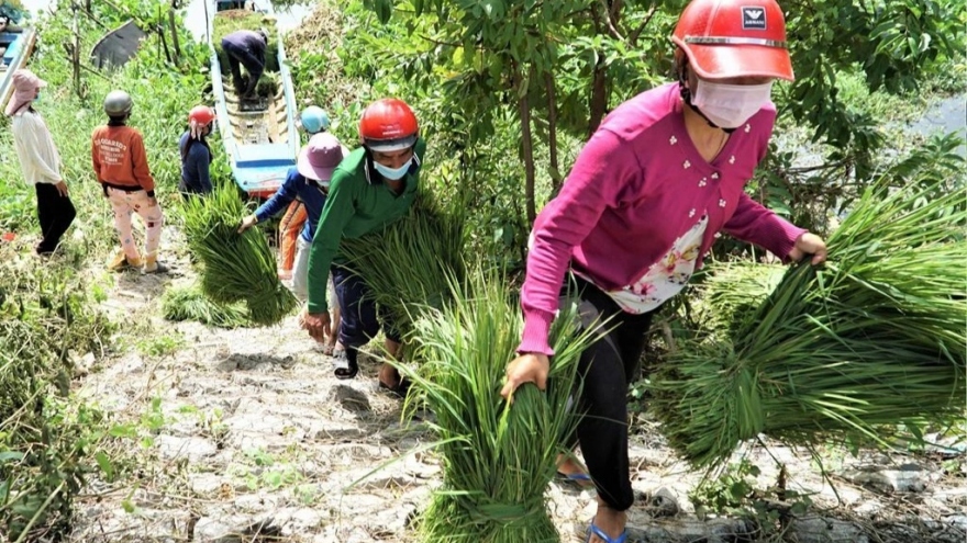 Phiên chợ kỳ lạ nhất miền Tây, chỉ buôn bán cỏ dại mà đắt như tôm tươi