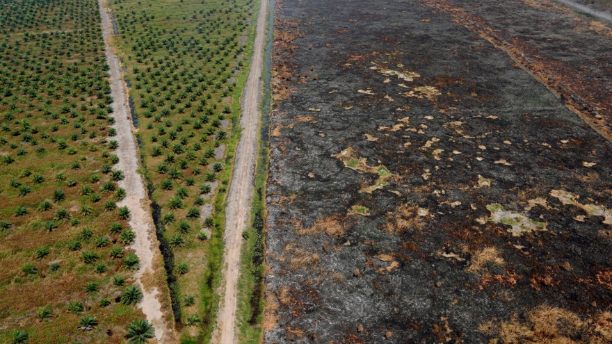 COP26: Hơn 100 nước cam kết chấm dứt chặt phá rừng vào năm 2030