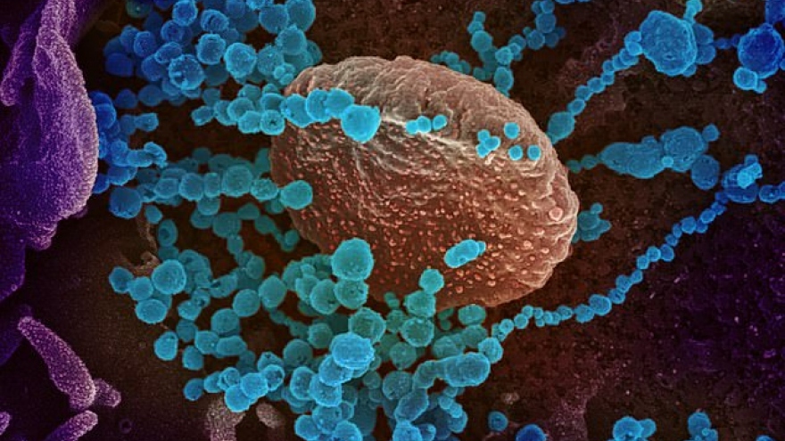 Phát hiện kháng thể có thể bảo vệ con người thoát khỏi SARS CoV-2 và các biến thể