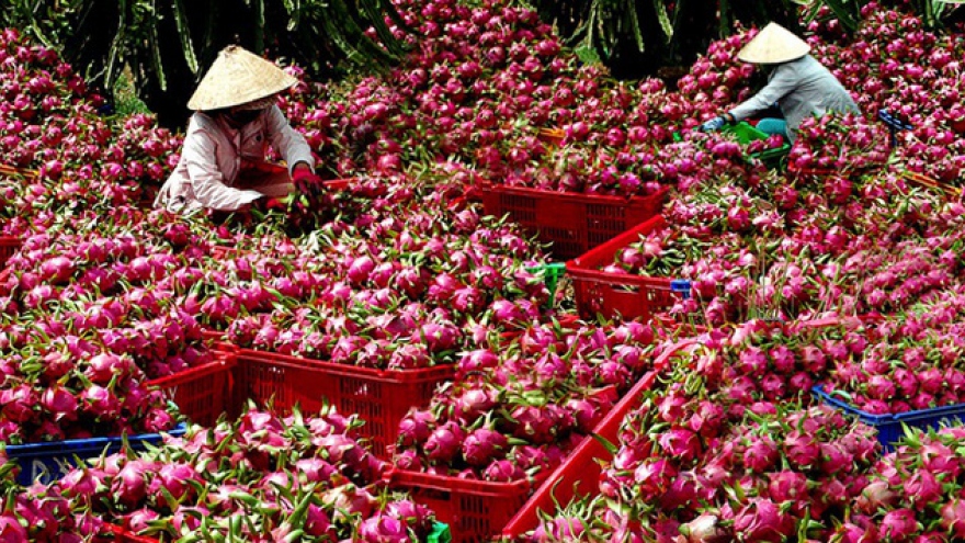 Trung Quốc ngừng nhập khẩu thanh long Việt Nam
