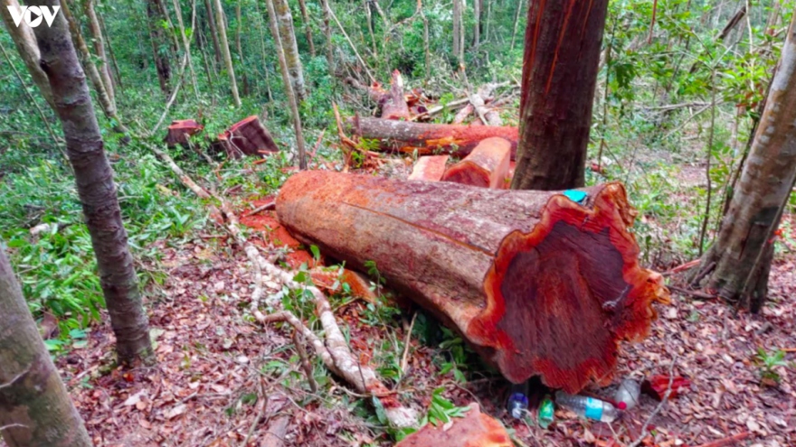 Lời khai của 4 đối tượng phá rừng quy mô lớn ở Gia Lai