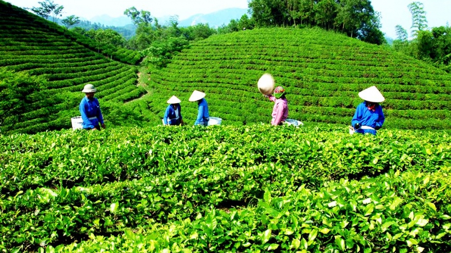 Liên kết trong sản xuất, chế biến, tiêu thụ chè – yêu cầu sống còn để cạnh tranh