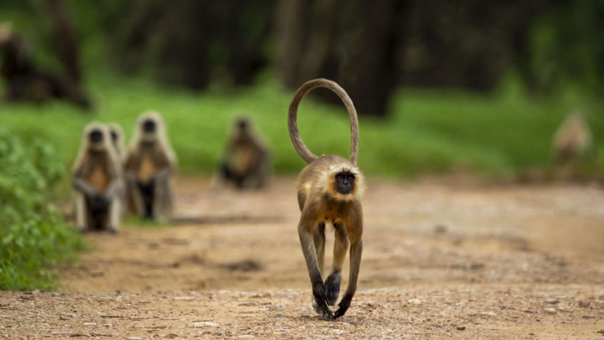 Hai con khỉ bị nghi ngờ giết hàng trăm chú chó để trả thù cho khỉ con đã chết