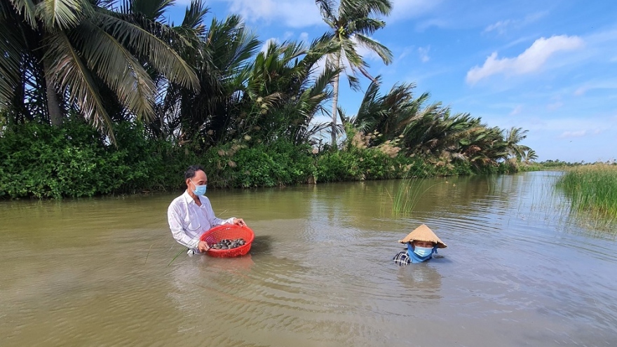 Làm giàu nhờ mô hình “vỗ béo” vọp trong vuông tôm ở Cà Mau