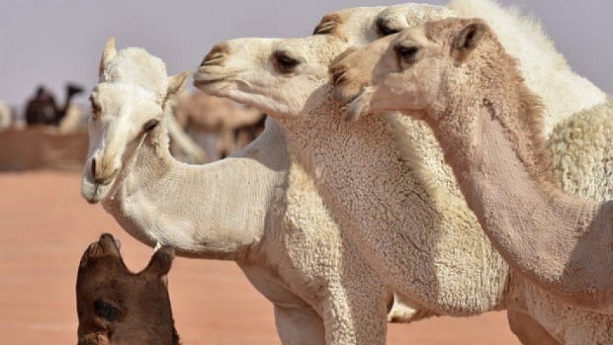 Hàng chục con lạc đà bị loại khỏi cuộc thi sắc đẹp vì tiêm Botox
