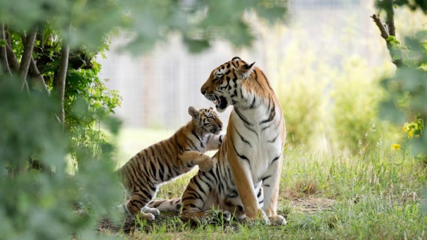 Cận cảnh vẻ đẹp của những loài hổ siêu quý hiếm trong tự nhiên