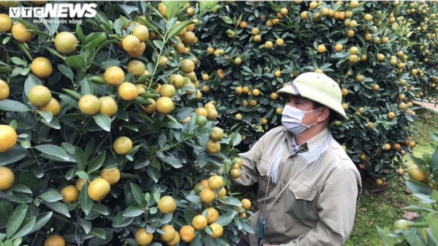 Làng quất cảnh nổi tiếng Nam Định vào mùa Tết, nông dân chờ thu trăm triệu