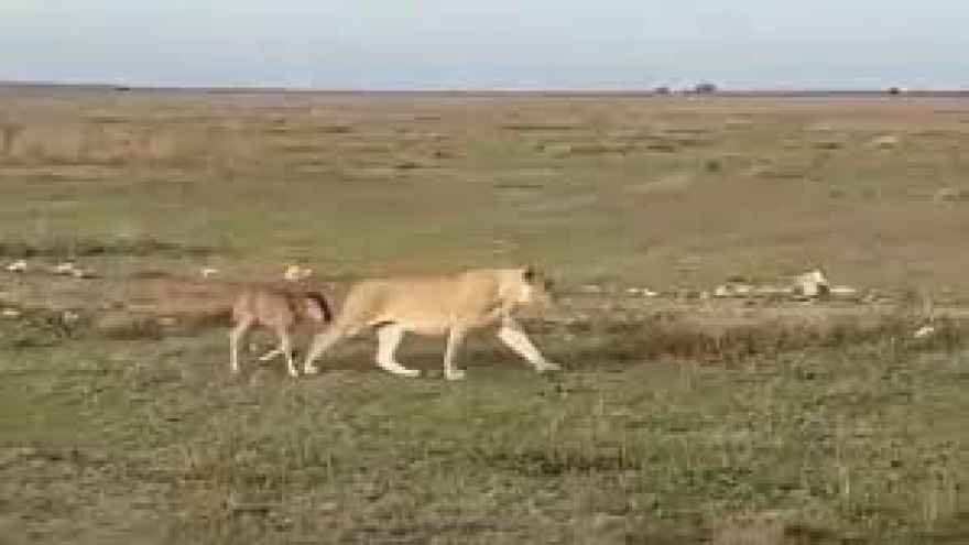 Kỳ lạ sư tử cái chăm sóc vào bảo vệ linh dương đầu bò như con đẻ