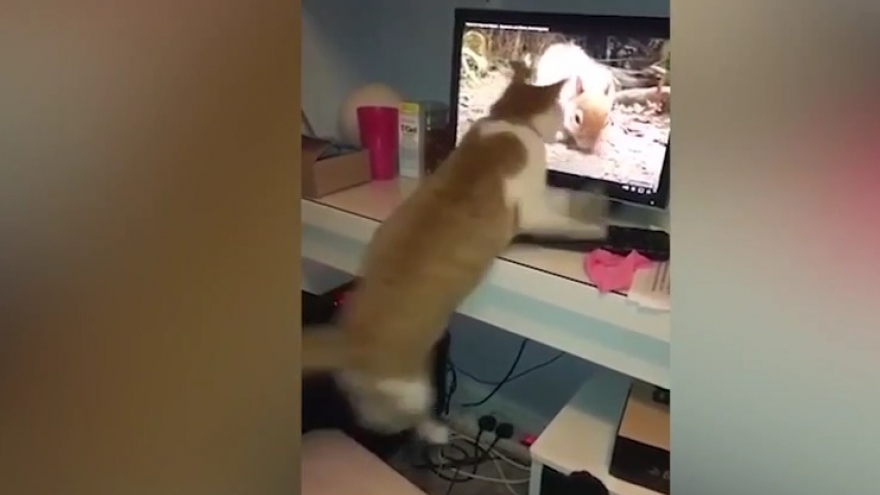 Chết cười khoảnh khắc chú mèo nhảy lên vồ sóc trên màn hình vi tính