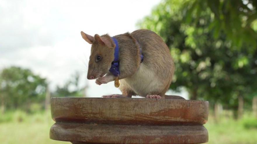 
        Chú chuột “anh hùng” giúp rà phá bom mìn tại Campuchia qua đời
                              