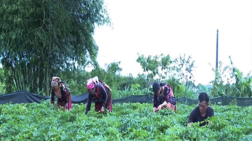 "Vườn no ấm" ở vùng cao Lai Châu