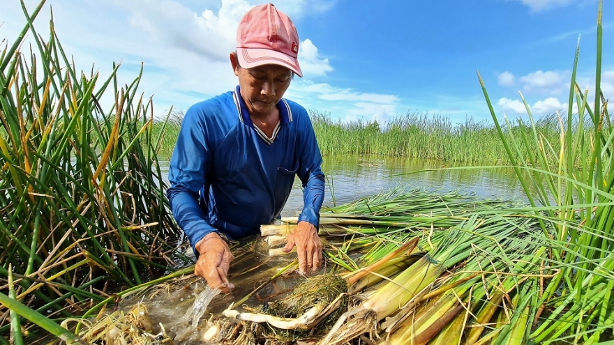 Nông dân Cà Mau làm giàu nhờ giỏi trồng cây đặc sản kết hợp nuôi cá 