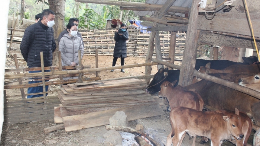 Giá rét làm hơn 1.350 con gia súc ở Sơn La bị chết, thiệt hại gần 20 tỷ đồng
