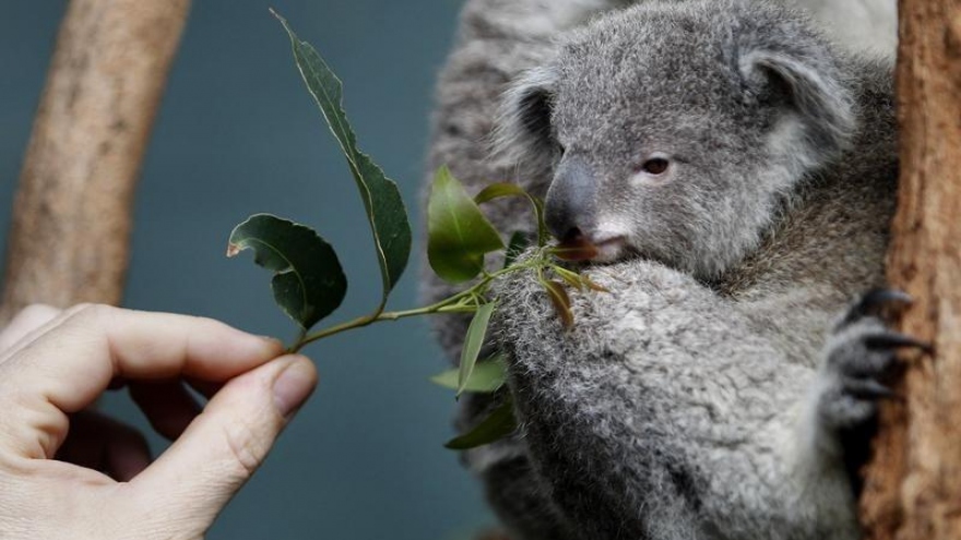 Australia cảnh báo nguy cơ gấu túi tuyệt chủng