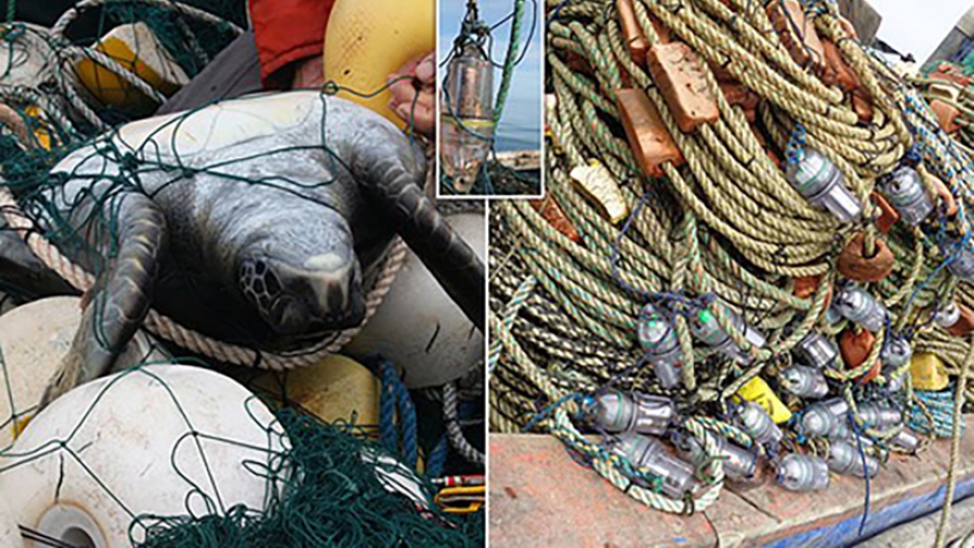 Lưới đánh cá gắn đèn LED giúp bảo vệ sinh vật biển nguy cấp