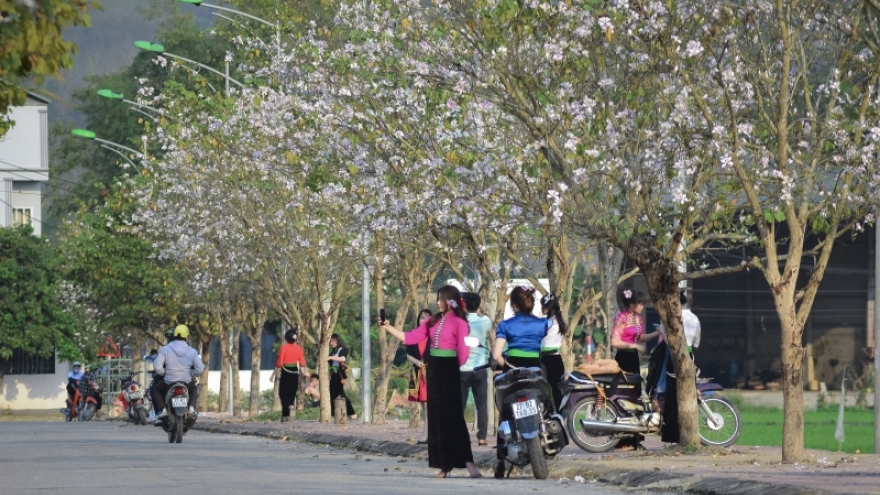 Thành phố Điện Biên Phủ rực rỡ hoa ban chào đón lễ hội