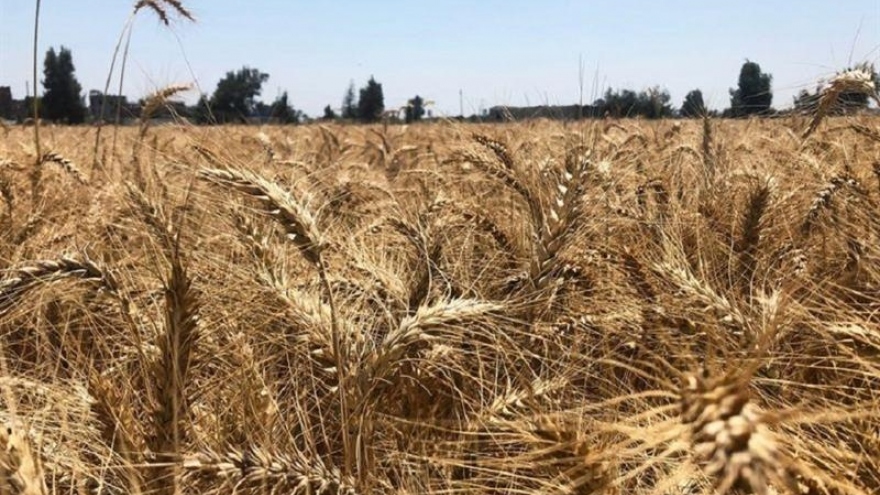Ai Cập cấm xuất khẩu ba tháng đối với dầu ăn, ngô, lúa mì