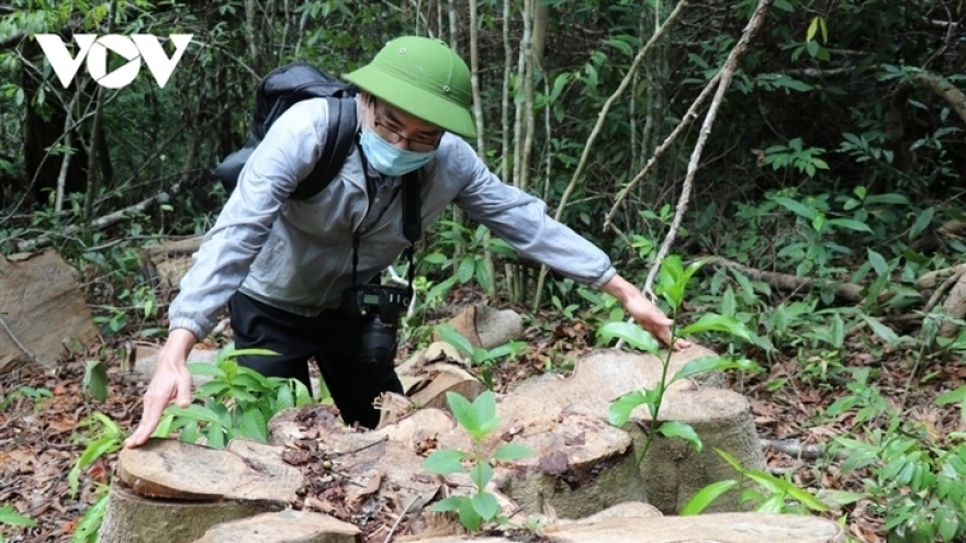 Khởi tố thêm 13 bị can trong vụ phá rừng ở khu vực Hòn Đót, Phú Yên