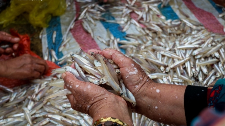 Ngư dân Hà Tĩnh trúng đậm hàng chục tấn cá cơm