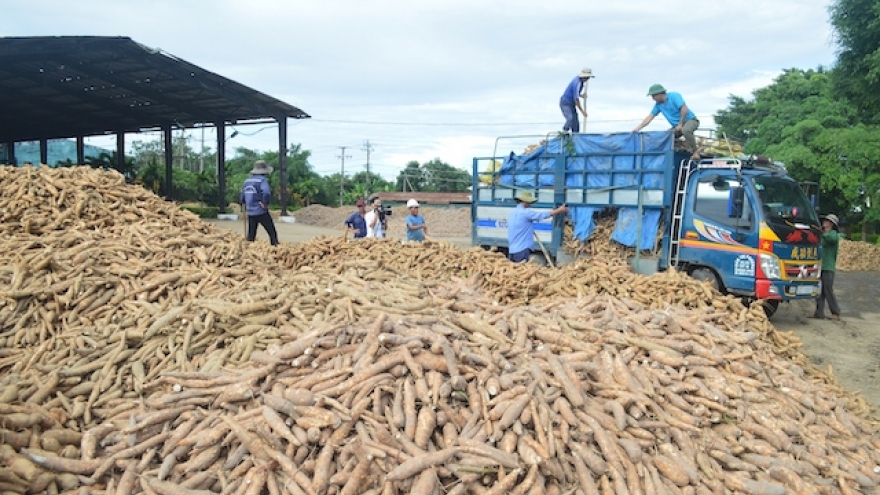 Một số doanh nghiệp nhập khẩu tinh bột sắn tại Trung Quốc “mất tích” từ lâu