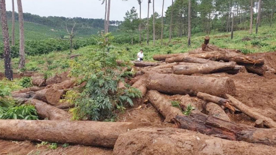 Phó Thủ tướng giao Bộ Công an điều tra, xử lý tình trạng phá rừng ở Lâm Đồng