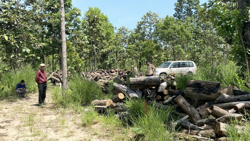 Tạm giữ 4 đối tượng trong vụ phá rừng quy mô lớn khu vực xã biên giới ở Đắk Lắk