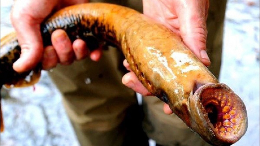 Loại cá có vẻ ngoài đáng sợ nay thành đặc sản đắt đỏ