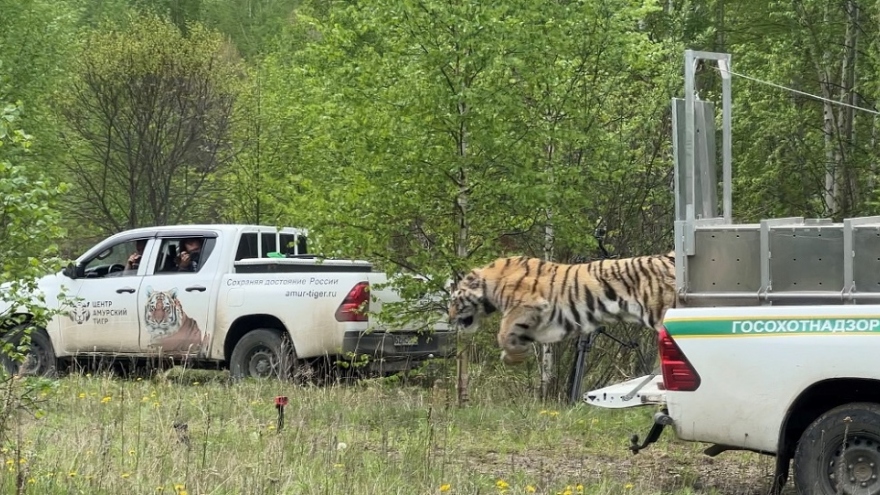 Thả hổ Amur về với thiên nhiên ở vùng Primore-Nga