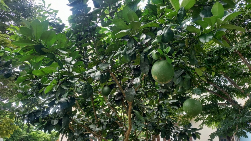 Quảng Nam chú trọng phát triển cây ăn quả ở miền núi, trung du