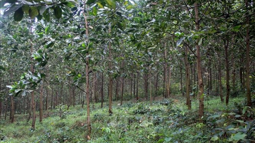 Thí điểm thủ tục quyết định chuyển mục đích sử dụng rừng tại hai tỉnh Thanh Hóa, Nghệ An