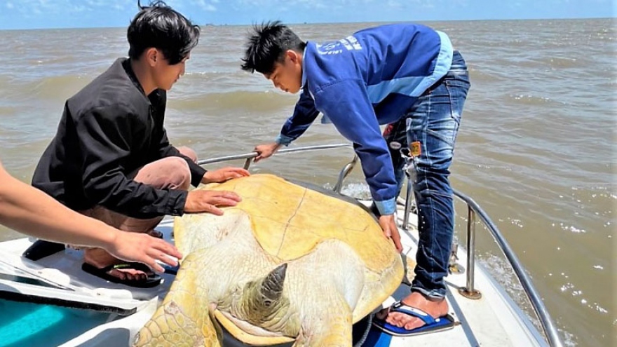 Cà Mau thả cá thể vích quý hiếm nặng 120 kg về biển