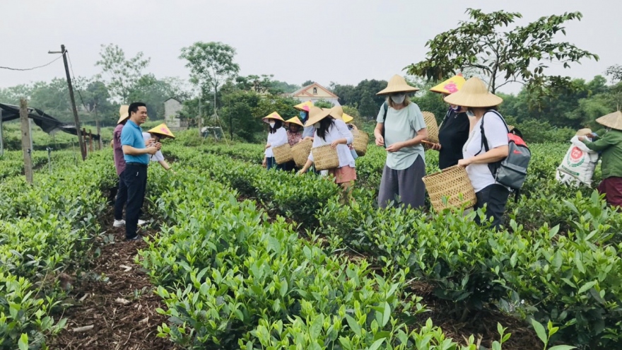 Thái Nguyên trong top điểm đến tuyệt nhất thế giới cho du khách "nghiện trà"