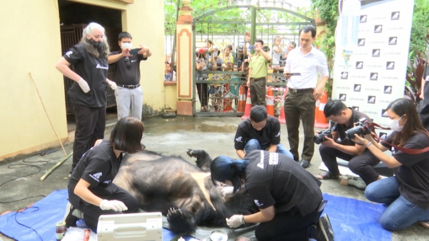 Giải cứu cá thể gấu ngựa tại thành phố Sơn La
