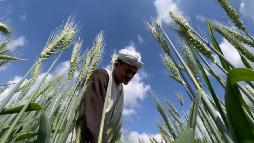 Ai Cập đàm phán thỏa thuận đảm bảo nguồn cung lúa mì với Ấn Độ