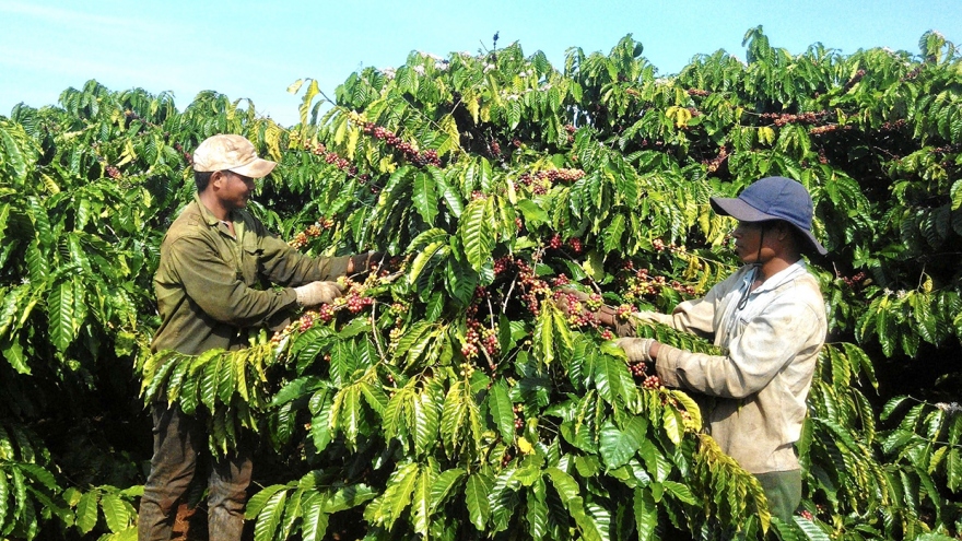 K COFFEE và hành trình phát triển bền vững cà phê nguyên chất tại Việt Nam