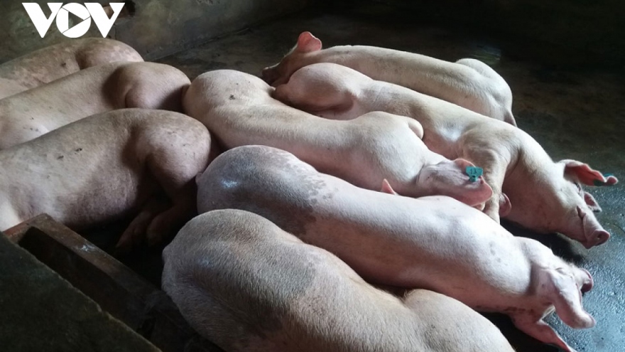 Yên Châu (Sơn La) tiêu huỷ hơn 8 tấn lợn hơi bị dịch tả lợn châu Phi