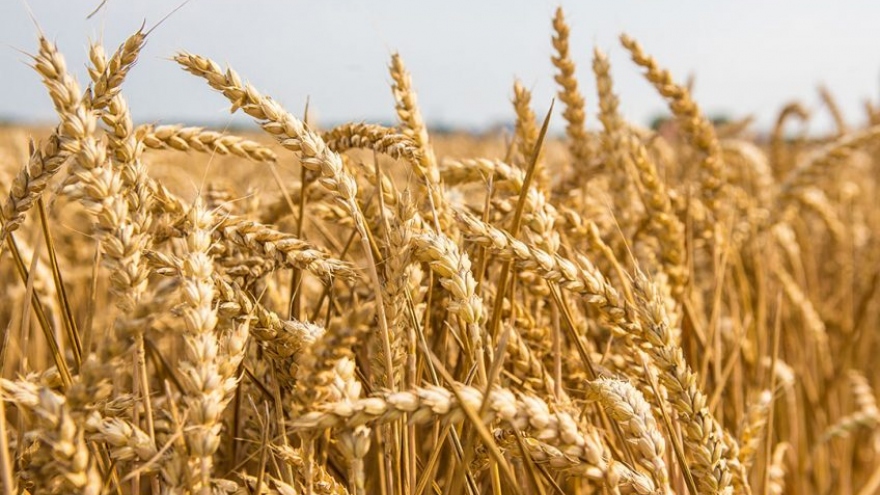 Các cuộc đàm phán đưa lương thực Nga, Ukraine trở lại thị trường đạt tiến triển