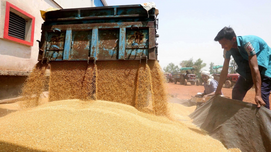 Ấn Độ sắp cho phép xuất khẩu 1,2 triệu tấn lúa mì