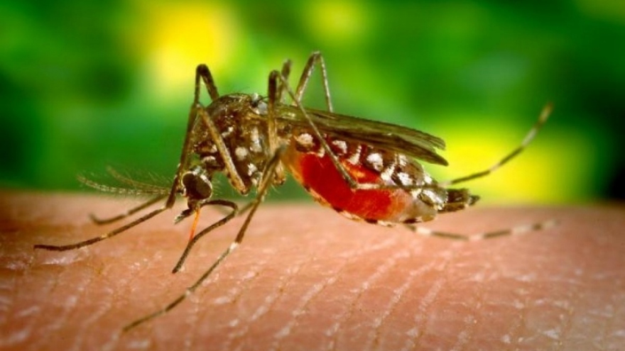 Australia phát hiện phương pháp điều trị bệnh sốt rét kháng thuốc