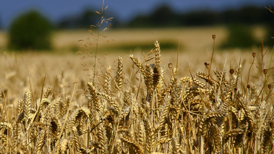 Thách thức cực lớn để đưa hơn 20 triệu tấn ngũ cốc ra khỏi Ukraine
