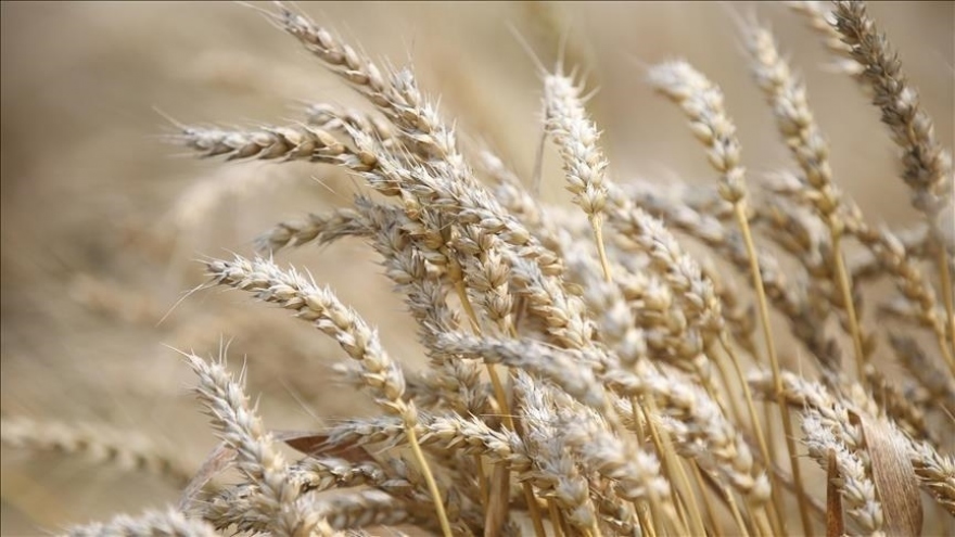 WFP kêu gọi G7 hành động để giải quyết khủng hoảng lương thực toàn cầu