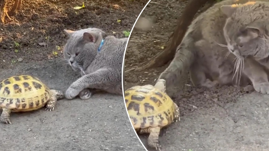 Chú mèo bất lực bỏ chạy khi bị rùa bắt nạt