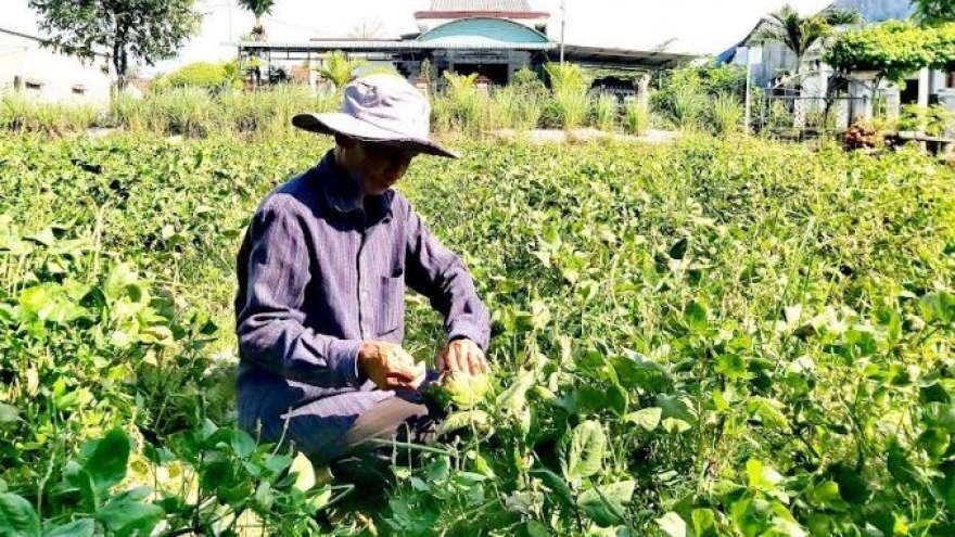 Giá vật tư nông nghiệp tăng cao, Quảng Nam gỡ khó cho nông dân