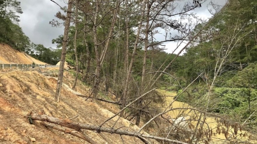 Hàng loạt cây rừng dọc dự án quốc lộ 24 chết khô