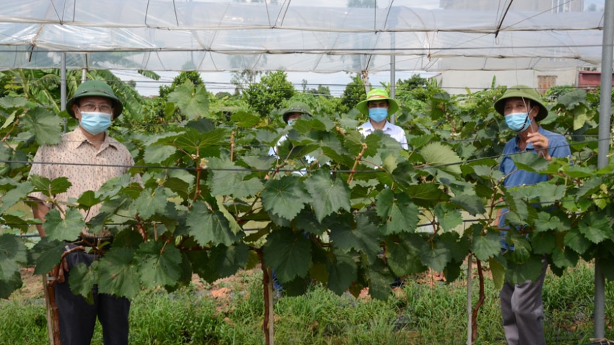Mô hình trồng nho hạ đen "có một không hai" ở Bắc Ninh