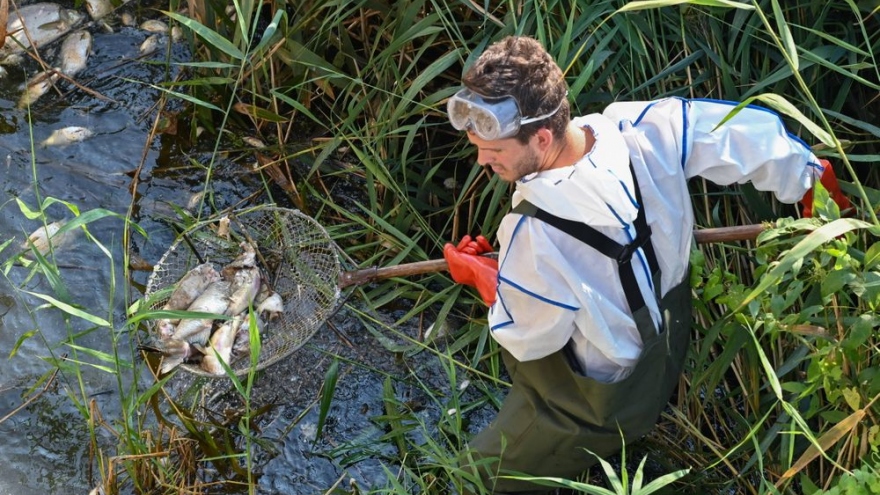 Hơn 200 tấn cá chết được trục vớt khỏi dòng sông ô nhiễm của Ba Lan
