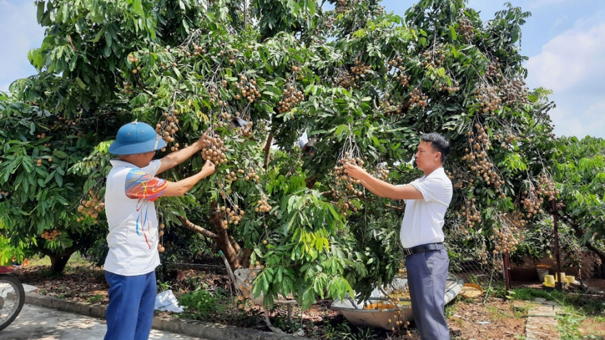 Hơn 1.500 tấn nhãn của Bắc Giang đủ tiêu chuẩn xuất khẩu