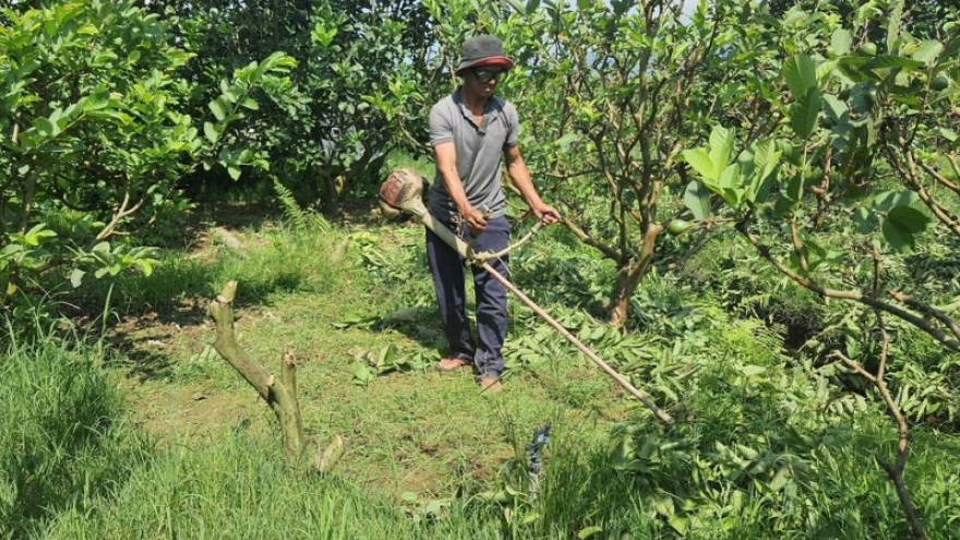 Nông dân Quảng Nam làm giàu từ trồng cây ăn quả