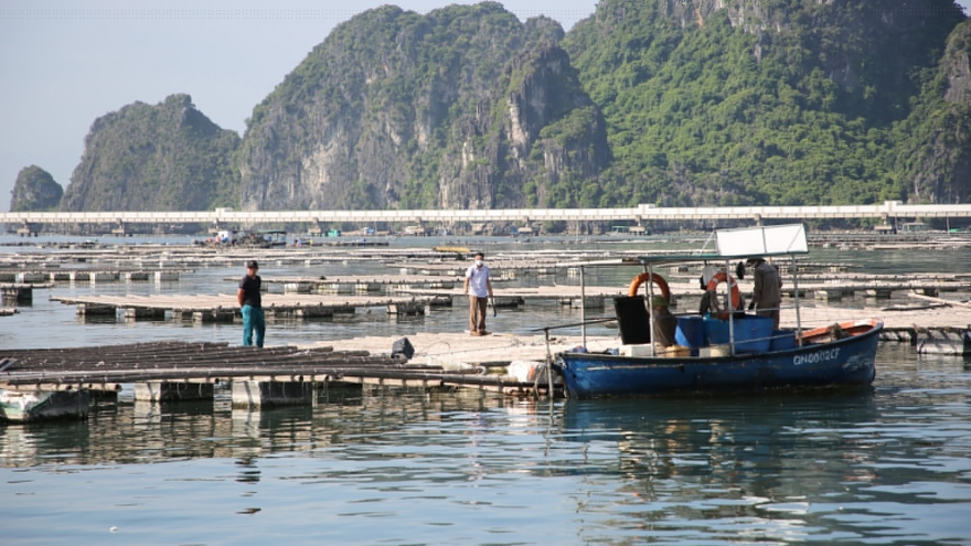 Quảng Ninh tạm đình chỉ 4 cán bộ liên quan đến nuôi trồng thủy sản trái phép